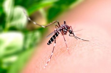 Dengue: sintomas e prevenção